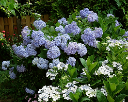 Gwendolyn Johnson Design | Landscape Design, garden design, sun gardens, shade gardens, rain gardens, right plant, right place, low maintenance, existing and new beds