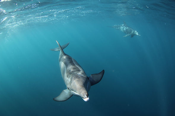 Rough-Toothed Dolphins-min.jpeg