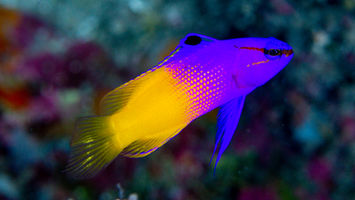 Cal Academy: Biodiversity of Roatan's Deep Coral Reefs