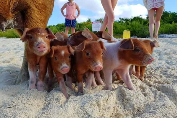 Unwind on the Beautiful Beaches with Bahamas Islands Adventure Tours