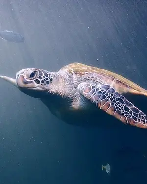Wat te doen op Bonaire