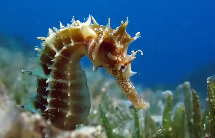 Snorkelen op Bonaire