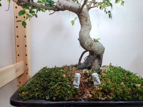 ★送料・関税込★LMC★BONSAI TEE★ Shohin size Fukien Tea – My O My Bonsai