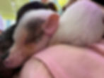 子豚が人の腕に寄り添って眠る癒しの光景。子豚カフェで感じる心温まるリラックスタイム。宮崎市エステサロン「ルスリール」スタッフの休日のひとこま。