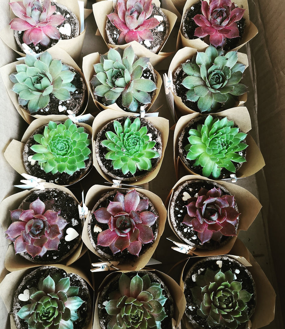 Corporate Gifting with Succulents