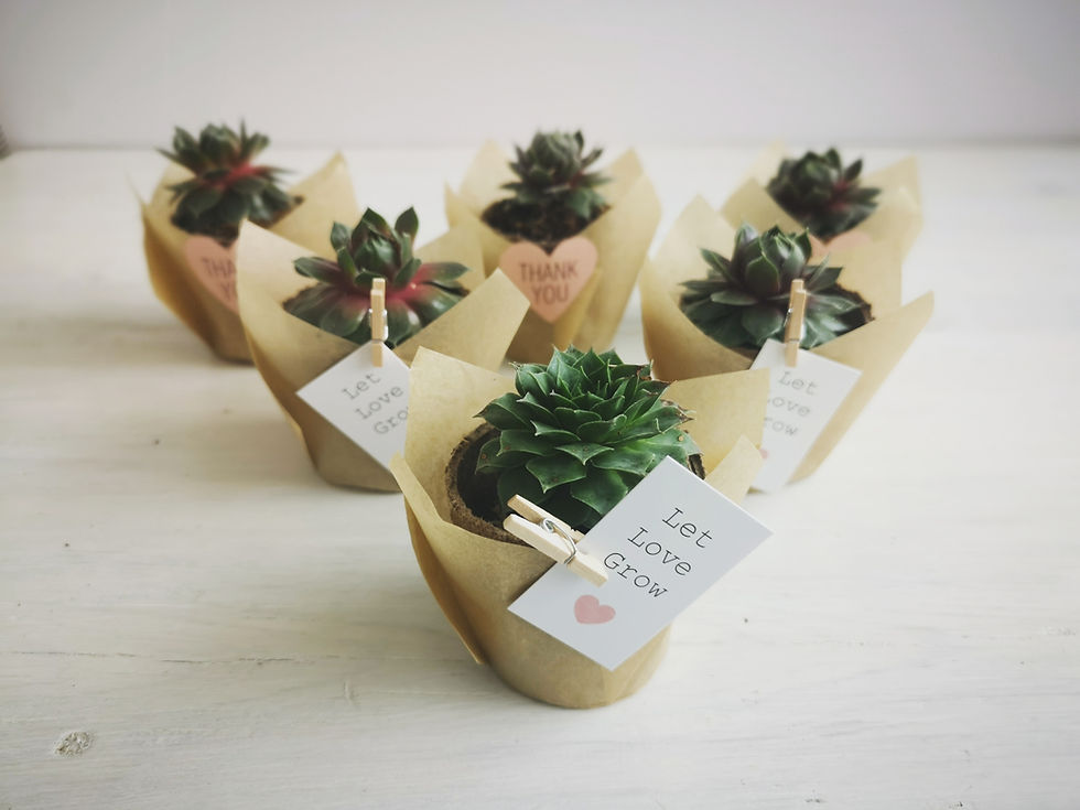 Mini 2" Hardy Succulents, Pots, Wraps, Pegs and Tags