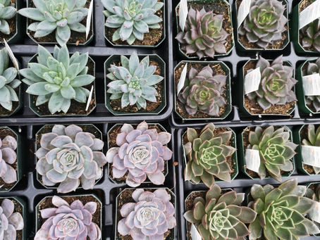 How does Daylight Savings Time Affect Your House Plants?