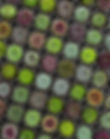bulk succulent favours hens and chicks_edited.jpg