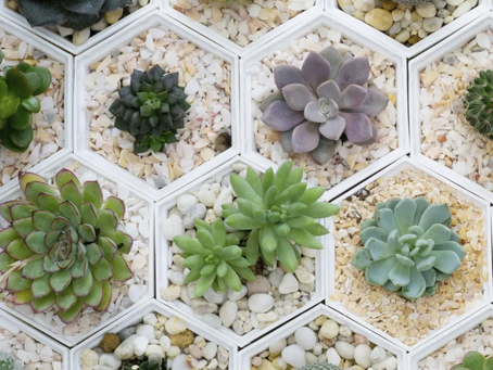Budget-Friendly Wedding Favours: Succulents for Every Bride (Because Even Love Has a Price Tag)