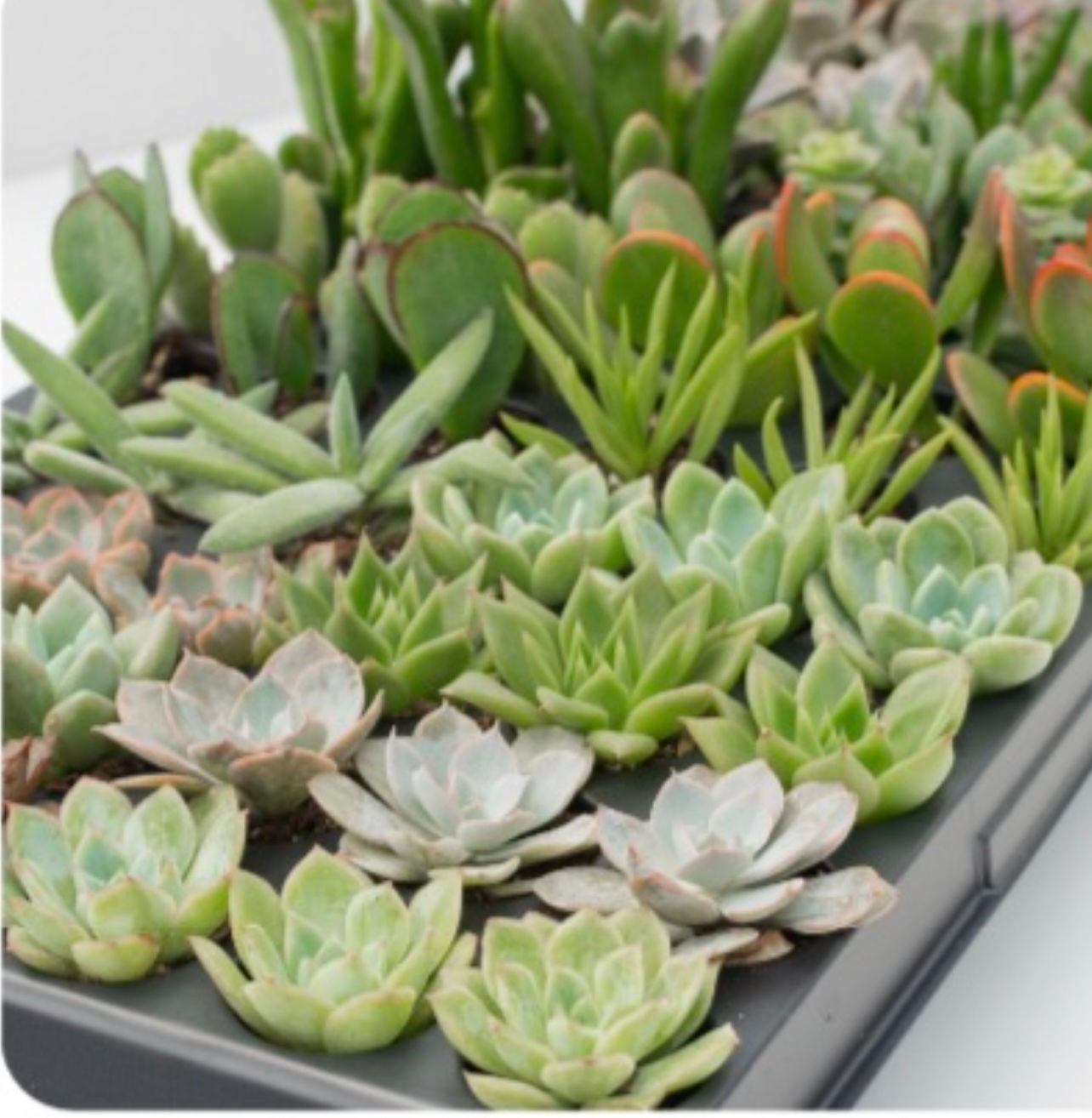 Mini succulent favours in plug trays 