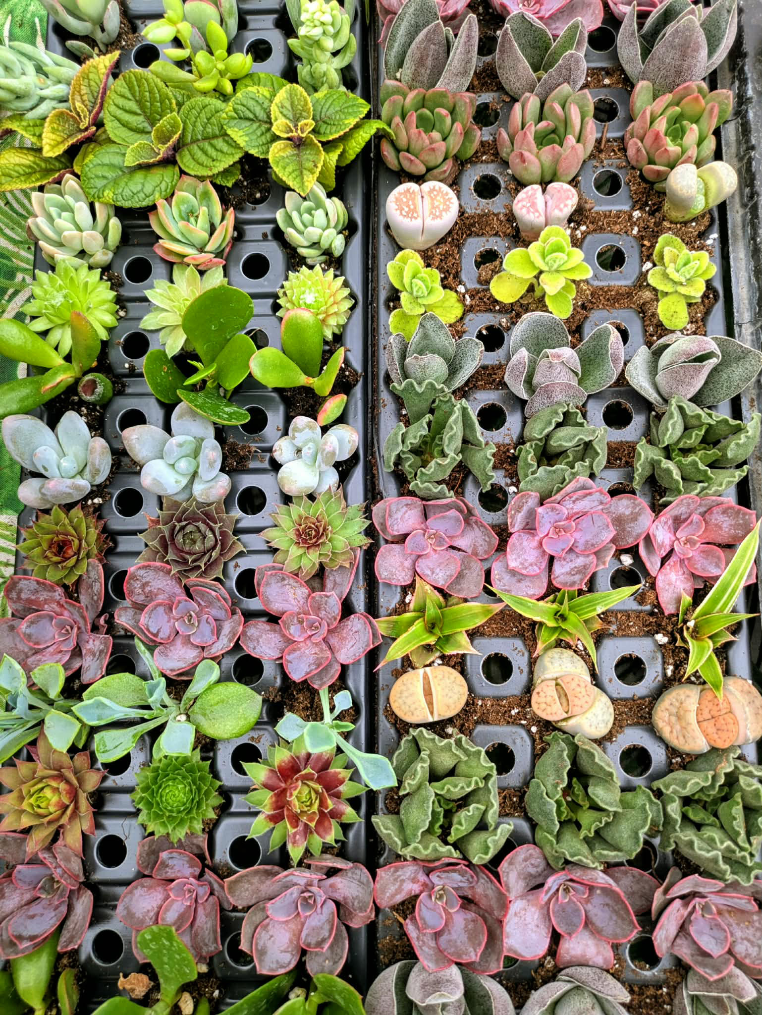 bulk soft succulents Canada wedding favours
