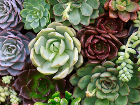 DIY Succulent Bouquets: A Modern Twist on Wedding Flowers