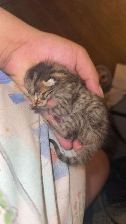 Newborn tabby cat