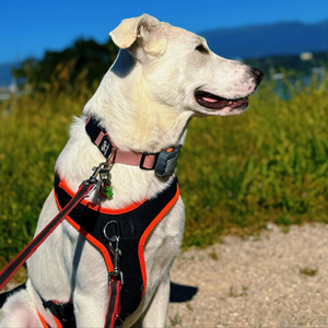 dog-sitter-carlotta.ch