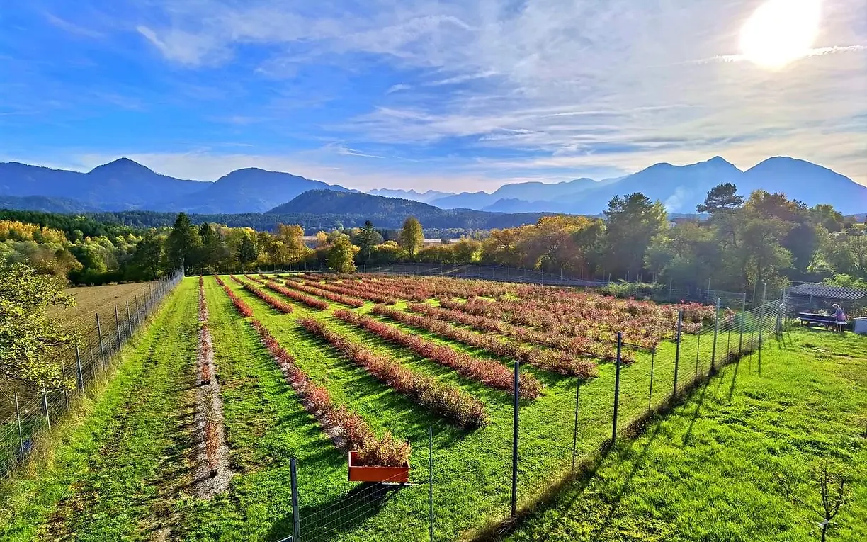 Heidelbeerplantage in Eberndorf, Kärnten in der Herbstfärbung nach der Erntesaison