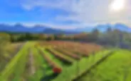 Heidelbeerplantage in Eberndorf, Kärnten in der Herbstfärbung nach der Erntesaison