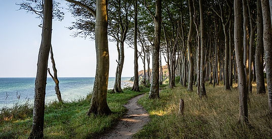 En liten stig som slingrar sig i en skog. Havet öppnar sig till vänster om skogen.