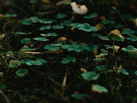 Marktäckare, en låg och tätt växt.