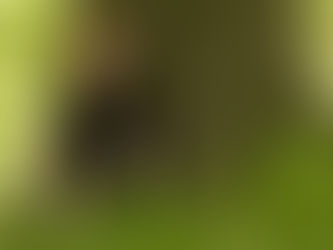 A person with light skin and light brown hair, styled in a loose updo with bangs, sits against the base of a large tree trunk. They are wearing a short-sleeved black outfit and red lipstick, looking slightly to the side with a calm expression. The foreground is filled with tall green grass and scattered small yellow flowers, and the background shows sunlit, leafy trees in soft focus.