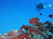 What is the best time of year to go scuba diving in Mauritius?