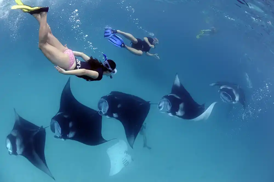 What is the scuba diving industry worth to Mauritius today?