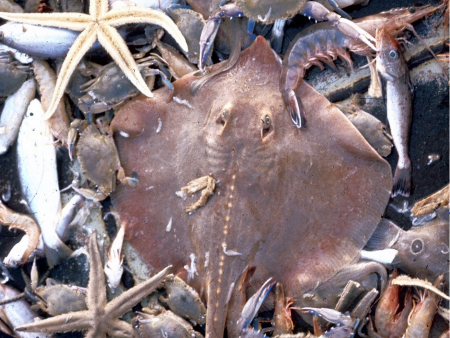 Bottom Trawling in British MPAs