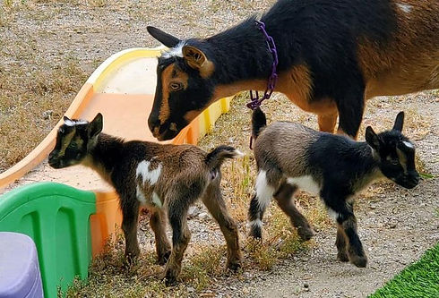 96034028_10221587451456425_4900422968791