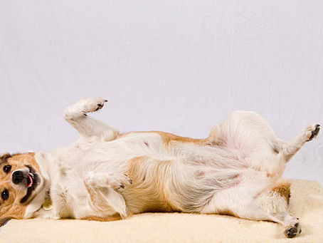 💙 20% Off Spay & Neuter Surgery — Limited-Time Promotion ⏰