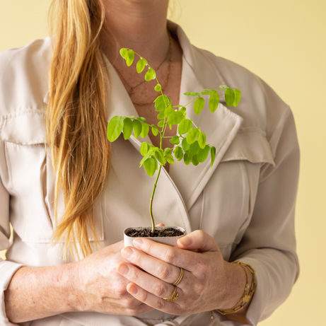 honey tree - japanese pagoda tree