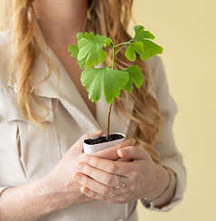 2.Ginkgo-Biloba-japanse-notenboom-trees-boompje-per-post-duurzaam-cadeau-bloompost[800].jp