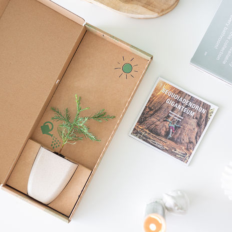 Giant-sequoia-mammoth-tree-tree-letterbox-trees-trees-sustainable-sustainable-green-gift