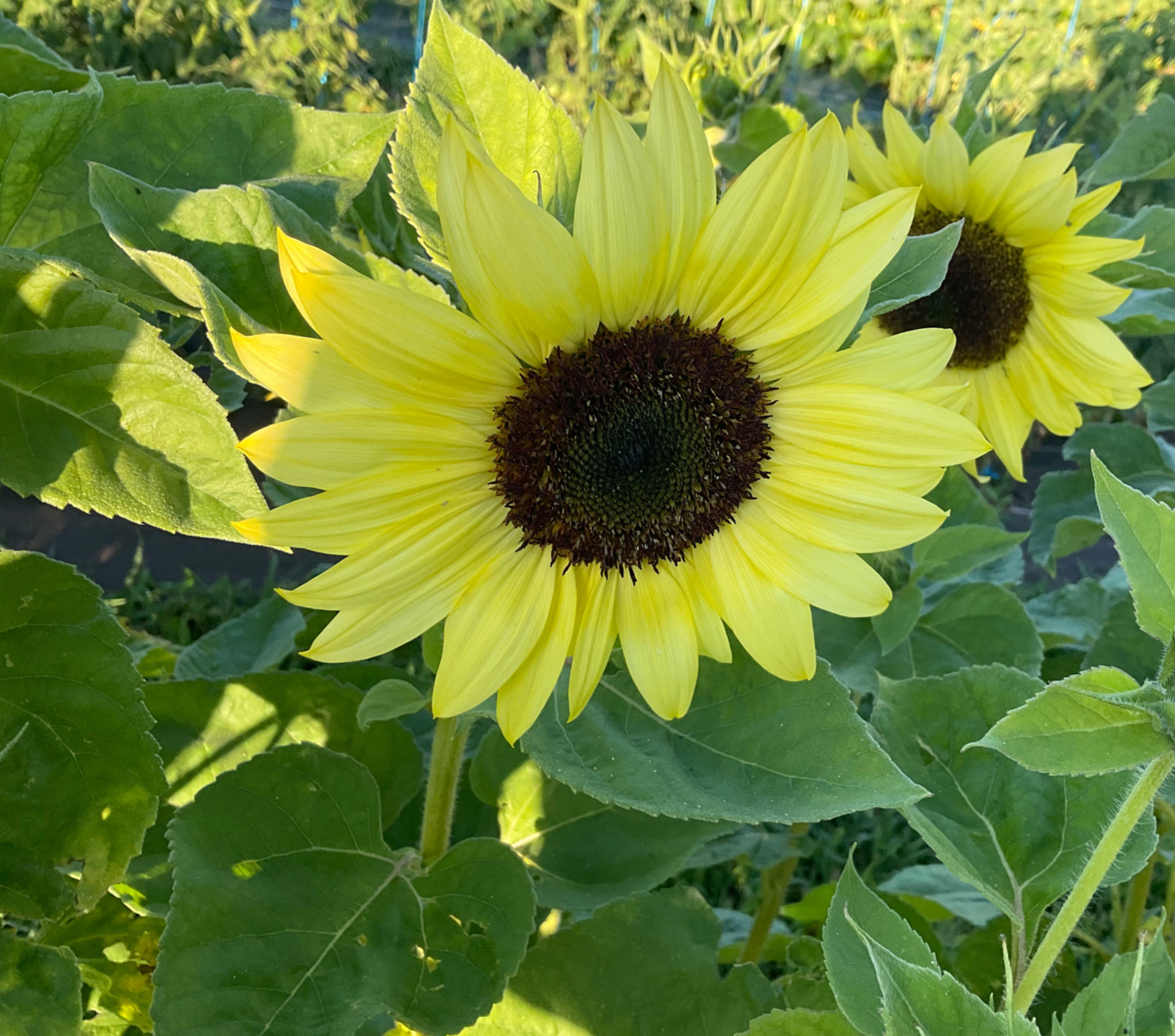 Helianthus Annuus « Valentine »