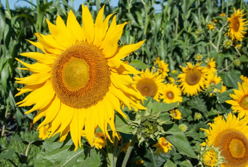 Helianthus Irish Eyes