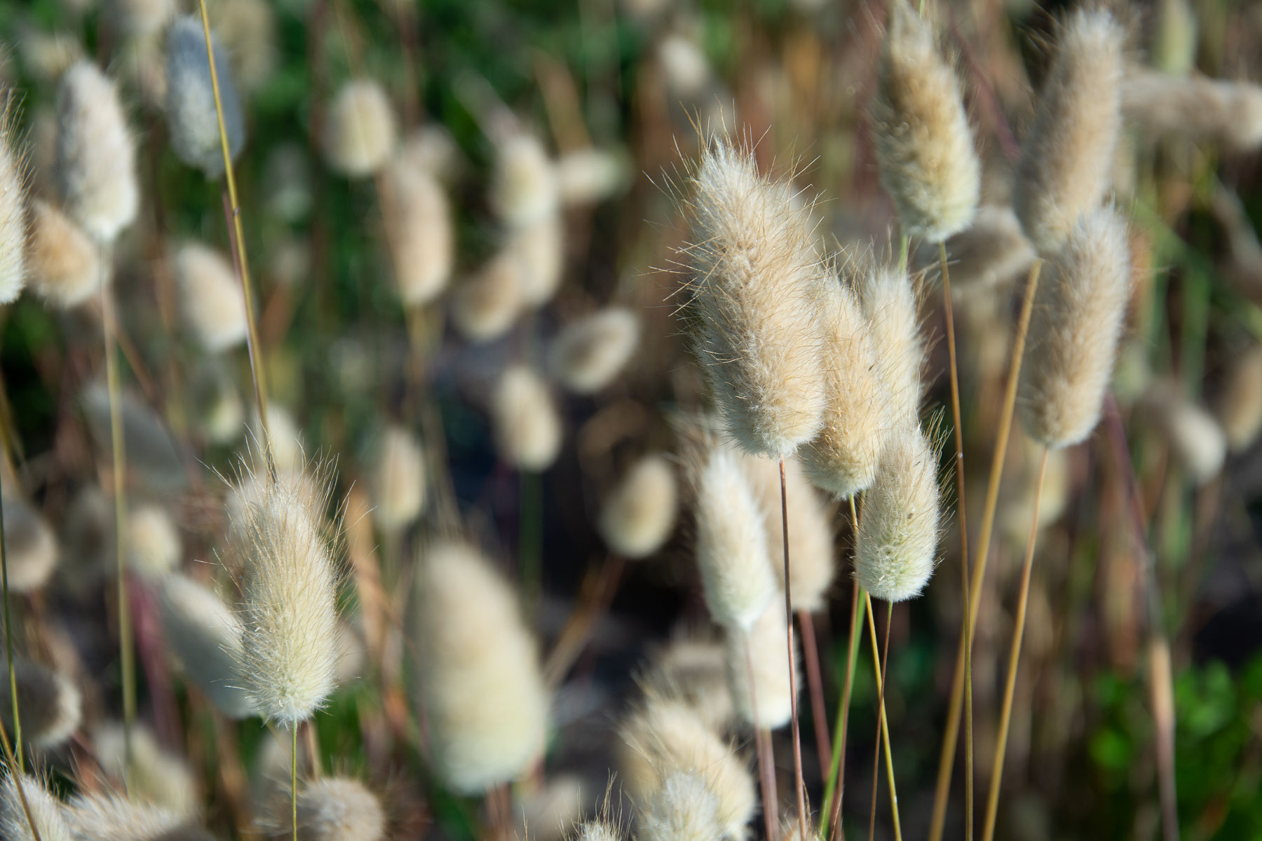 Lagurus Ovatus « Queue de lièvre »