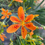 Miniature : Belamcanda Chinensis