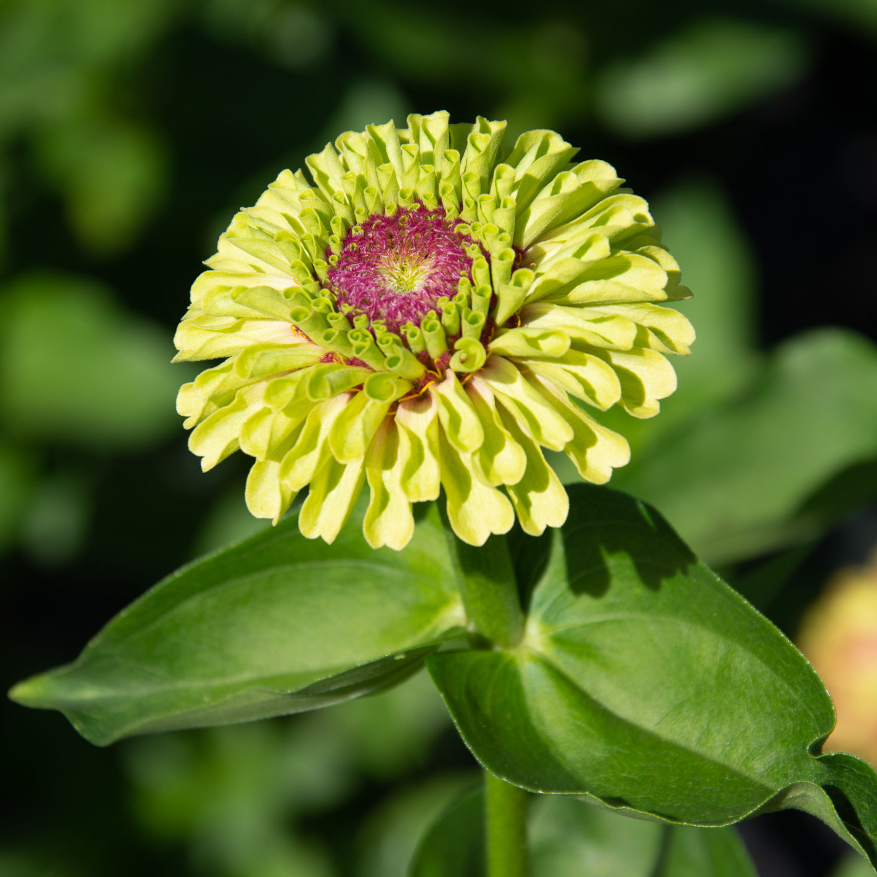 Zinnia Elegans Queen Lime Blush