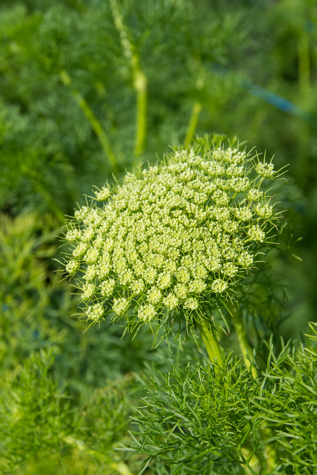 Ammi Visnaga « Green Mist »