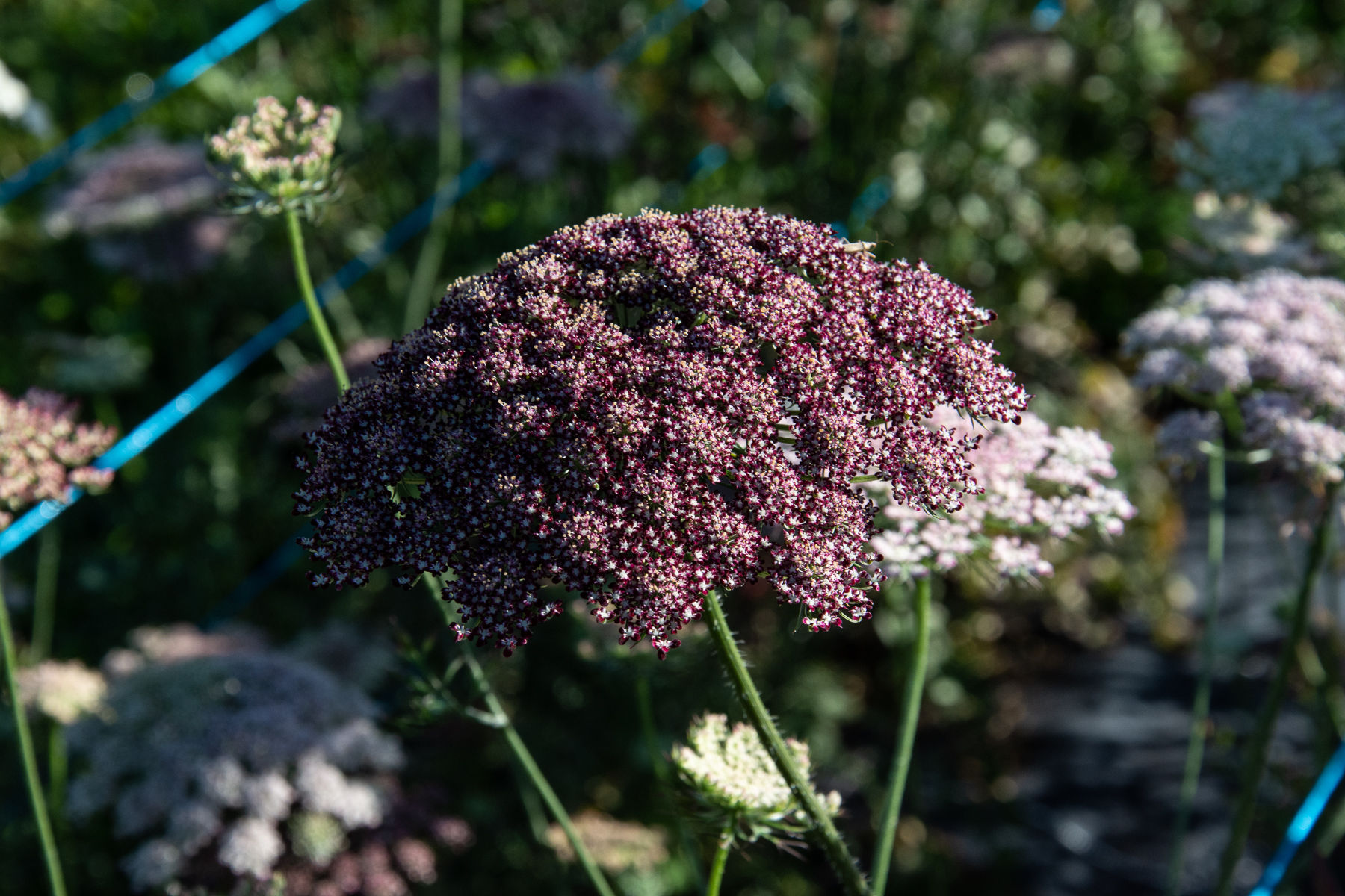 Daucus Carota « Purple Kisses »