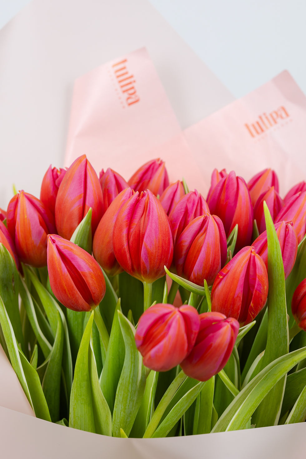 Minijatura: BUKET TULIPANA