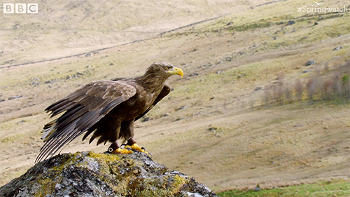 the-silence-of-the-eagle1