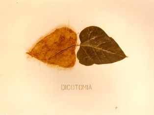 Dicotomia de valores y criterios....Sí, a veces en la vida 12 de mayo de 2011 a la(s) 3:06