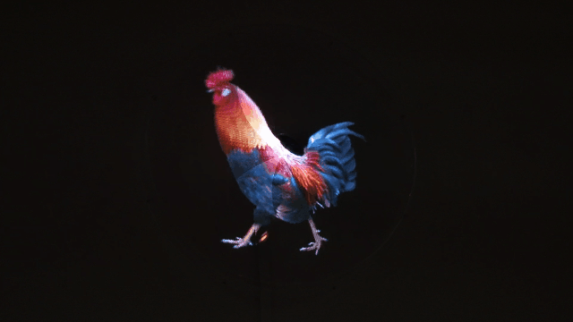 170A8335.MOV.gif