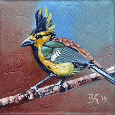 Blue and Yellow Bird
