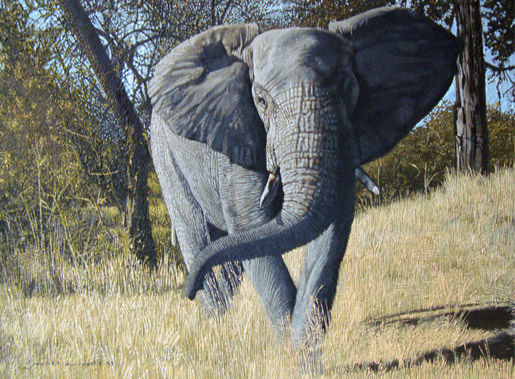 A Stalking Elephant