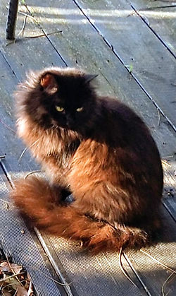 Onyx