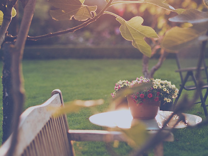Sunny Backyard