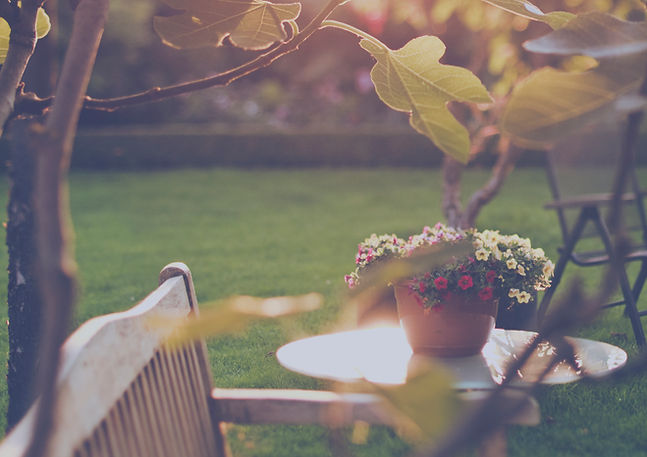 Sunny Backyard