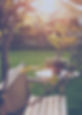 Sunny Backyard