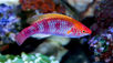 Everything You Need To Know About Marine Or Saltwater Fish