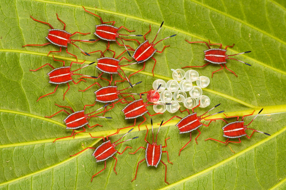 Safety in Numbers Alex Hyde.JPG